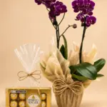 Orquídea Phalaenopsis Roxa 2 Hastes com Ferrero Rocher