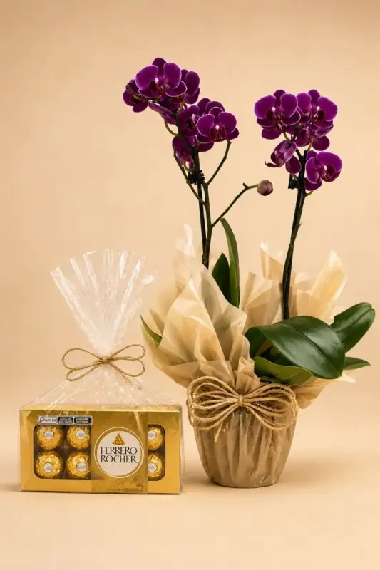 Orquídea Phalaenopsis Roxa 2 Hastes com Ferrero Rocher