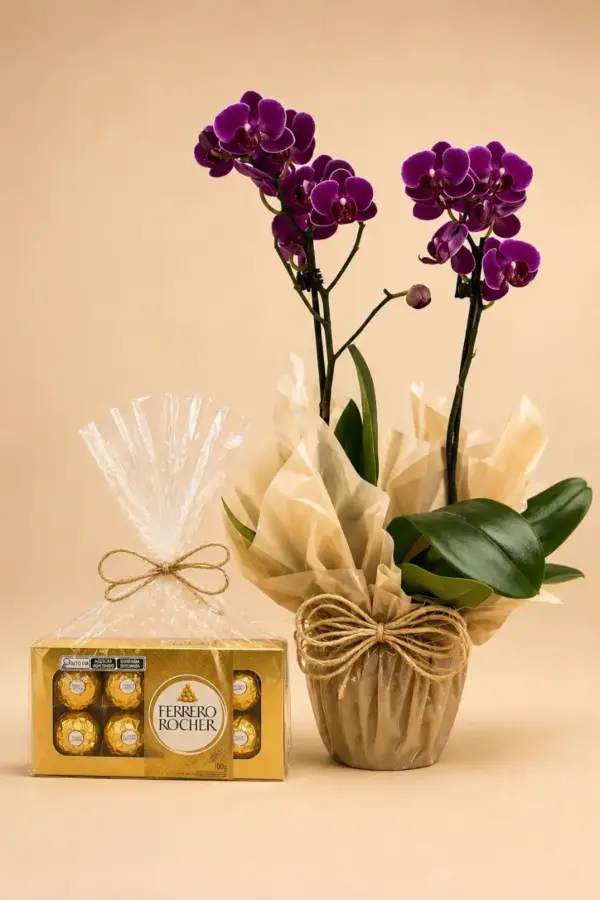 Orquídea Phalaenopsis Roxa 2 Hastes com Ferrero Rocher