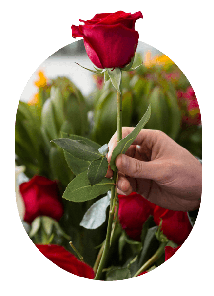 Floricultura America Landing