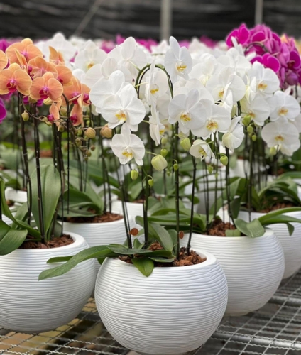 Floricultura America Landing