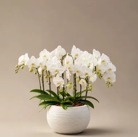 Floricultura em Cuiabá e Várzea Grande