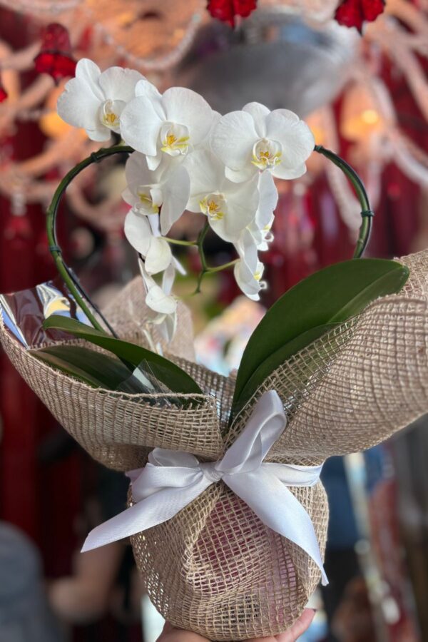 Orquídea Coração em Cuiabá com embalagem decorativa em juta
