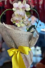 Orquídea Coração – Cores Variadas - Imagem 3