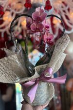 Orquídea Coração – Cores Variadas - Imagem 2