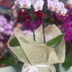 Mini orquídea Phalaenopsis baby lilás em vaso com embalagem de juta e laço rosa