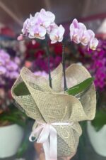 Mini orquídea Phalaenopsis baby lilás em vaso com embalagem de juta e laço rosa