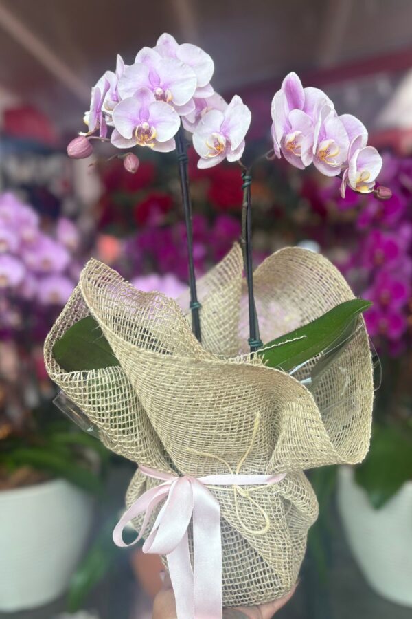 Mini orquídea Phalaenopsis baby lilás em vaso com embalagem de juta e laço rosa