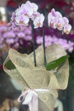 Orquídea Phalaenopsis Baby Lilás em Vaso com Embalagem de Juta - Imagem 2