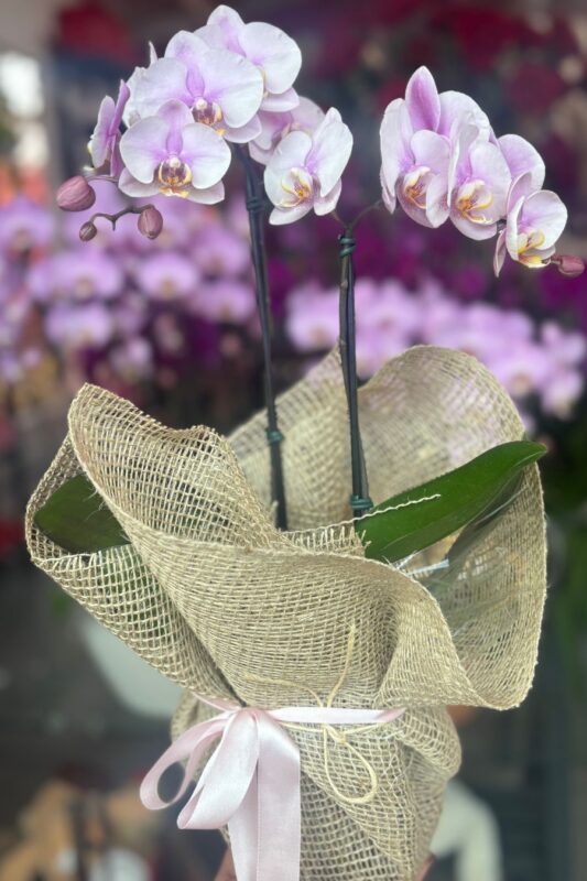 Floricultura em Cuiabá e Várzea Grande