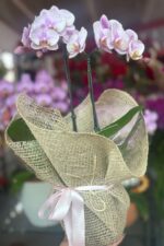 Orquídea Phalaenopsis Baby Lilás em Vaso com Embalagem de Juta - Imagem 3